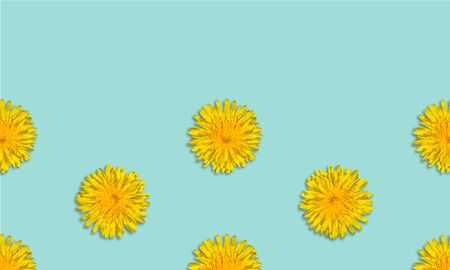 Yellow flower patterm on blue background. Dandelion flower summer background close up. Copy spaceの写真素材