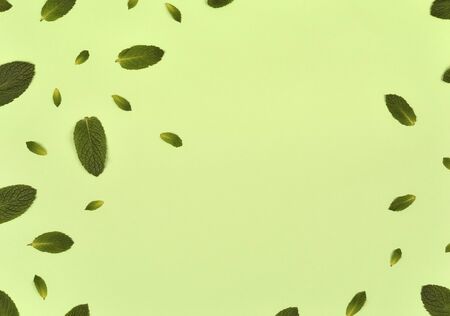 Texture or pattern with ?int leaves isolated on mint background. Set of peppermint leaves. Mint Pattern. Flat lay. Top view. Copy spaceの写真素材