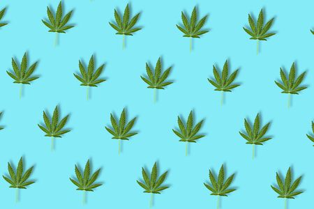 Hemp or cannabis leaf isolated on blue background. Top view, flat lay. Pattern background with green leaves. Herbal alternative medicine and cannabis conceptの写真素材