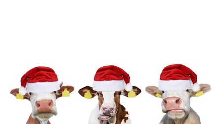 Three funny different cows in Christmas or Santa Claus hats. Cows portraits isolated on white. Farm animals. New year concept.の写真素材