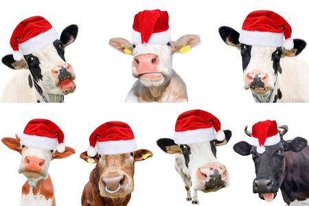 Collage of isolated cows, bulls and cattles on white background. New year or christmas animals concept. Cow in Santa Claus hatの写真素材