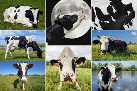 Collage of grazing cows and cattles on the field. Farm animals conceptの写真素材