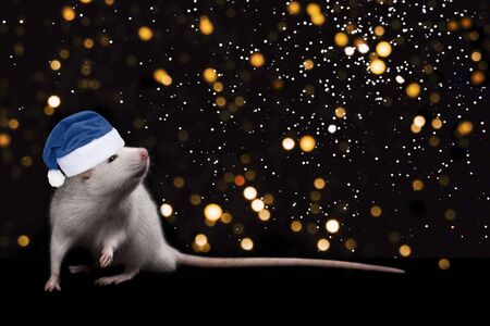 Young funny gray rat in blue Christmas hat isolated on black background and Golden sparkles. Domesticated rat full length close up. The rat is looking at the cameraの写真素材