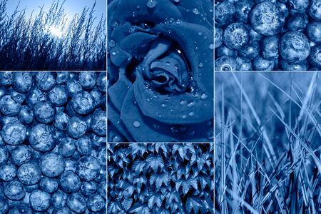 Trendy Collage banner toned in classic blue - color of the 2020 year. Modern Collage with berries, leaves, rose head and grass toned in blueの写真素材