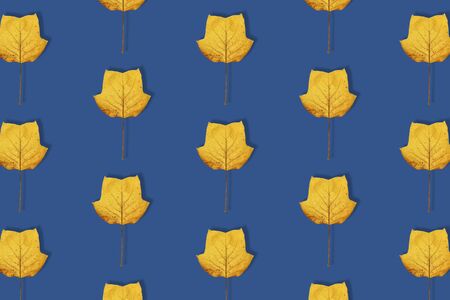 Fall bacground, yellow magnolia leaves pattern on deep blue background. Magnolia leaf isolated. Minimal concept. Top view, flat lay. Trendy banner toned in classic blue - color of the 2020 year.の写真素材