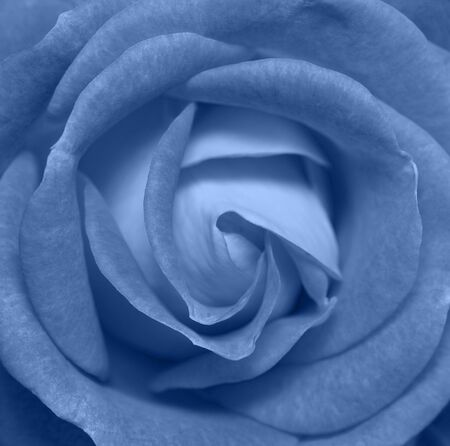 Classic blue Rose flower head close up. Top view, deep focus. Petals of a rose close up view. Trendy Banner with color of the year 2020の写真素材