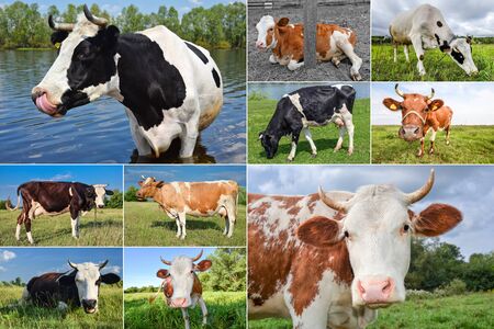 Collage of grazing cows and cattles on the field. Farm animals conceptの写真素材