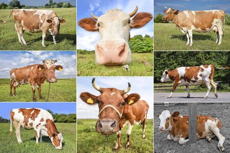 Collage of grazing cows and cattles on the field. Farm animals conceptの写真素材
