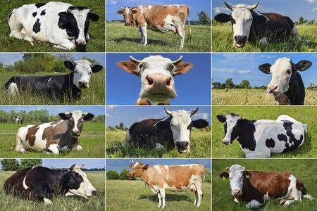Collage of grazing cows and cattles on the field. Farm animals conceptの写真素材