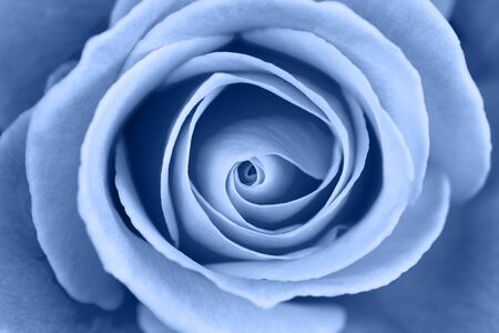 Vibrant fresh toned blue rose close up. Rose head macro photo background. Template or mock up. Top view. Deep focusの写真素材