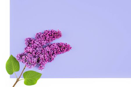 Deep purple lilac branch on lilac background. Spring flowers. Banner with Copy space.の写真素材