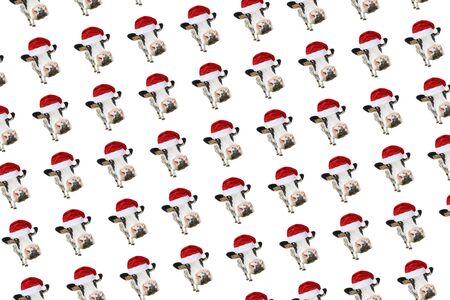 Funny cow isolated in Christmas hat pattern. Spotted Cow portrait isolated on white. Farm animals.の写真素材
