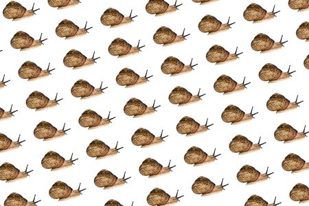 Beautiful little snail isolated on white background. Side view. Land Snail patternの写真素材