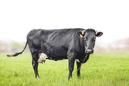 Top view on short cut and bright green grass texture. Green field with square white frame. Mock up or template.の写真素材