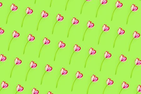 Delicate pink and white tulip isolated on a green background floral pattern Flat lay in Minimal style. Top view.の写真素材