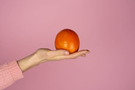 Large ripe persimmon fruit on a female palm. Persimmon fruit on pink backgroundの写真素材