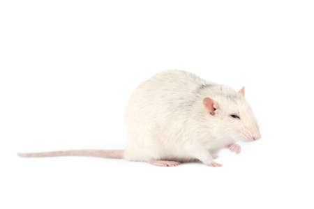 Funny and fat light gray rat with long tail isolated on white background. Home pets concept. Rat full length cut out.の写真素材