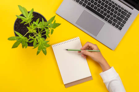 Modern notebook, laptop and cannabis plant in flower pot isolated on bright yellow background. Top...