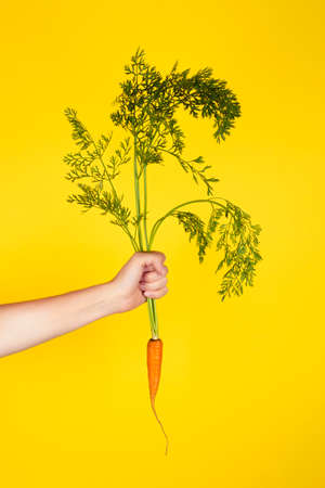 One fresh carrot in a female hand isolated on yellow background. Organic farming and healthy eatingの写真素材