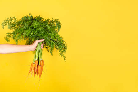 Bunch of fresh carrots in a female hand isolated on yellow background. Banner with copy space. Organic farming and healthy eatingの写真素材