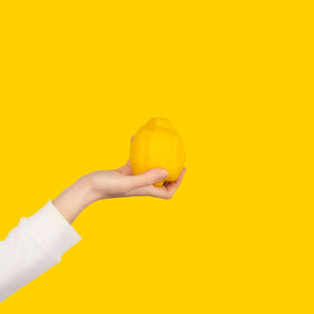 Female hand holds big bright lemon fruit isolated on yellow background. Citrus in hand.の写真素材