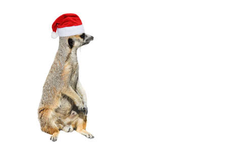 Very funny Meerkat Manor sits in Christmas or Santa hat isolated on white background. New year...