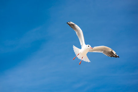 Gull bird on background of blue sky. Seagull sea bird flies on background of blue sky. Gullchick Flies over Expanse air. Top view of silhouette of flying seagull.の写真素材