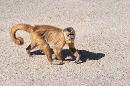 Capuchin monkey in zoo close up. The capuchin monkeys are New World monkeys of the subfamily Cebinae.の写真素材