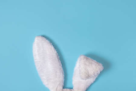White fluffy bunny ears isolated on pastel blue background. Creative easter concept