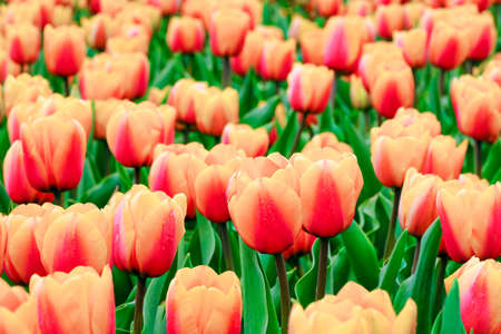 Beautiful field of red and yellow tulips close up. Spring background with tender tulips. Red floral backgroundの写真素材