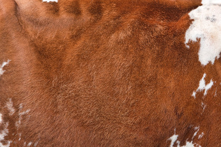Texture of a brown spotted cow coat. Red and white cow hair Close up. Real genuine natural fur, copy space for textの写真素材