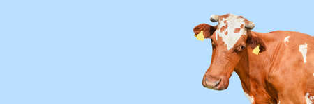 Funny red spotted cow portrait closeup. Farm animals. Cow with horns isolated on blue background. Long banner with copy space.の写真素材