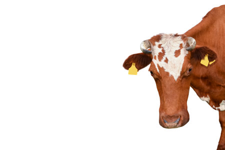 Funny red spotted cow portrait close up. Farm animal cow with horns isolated on white background....