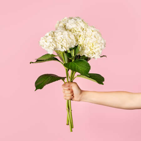 Hand holds a bouquet of beautiful tender white hydrangea on light pink background. Flowers as a gift for teachers day, mothers day, international womens day or Valentines day.の写真素材