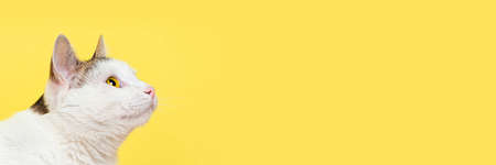 Curious cat looking up isolated on yellow background. Long Banner with copy space. Funny cat...