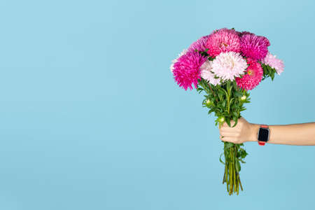 A large bouquet of beautiful pink and white asters in hand isolated on blue background. Autumn flowers bouquet. Banner with copy space. Asters symbolize love, wisdom and faith.の写真素材
