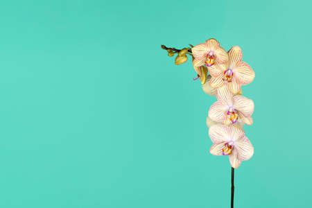 Beautiful tender yellow orchid branch isolated on blue background. Flower banner with copy space.の写真素材