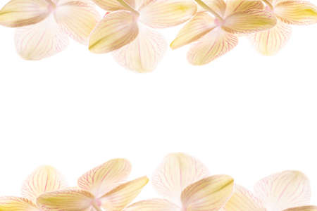 Beautiful tender yellow orchid branch isolated on white background. Flower banner with copy space.の写真素材