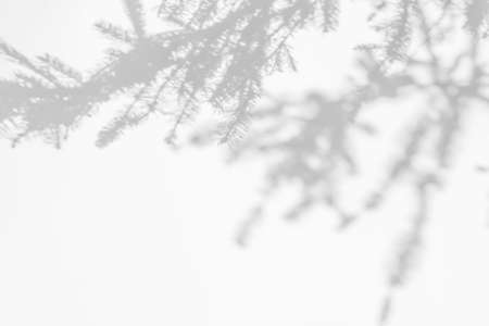Shadow overlay effects for branding. Mockups. Scenes of natural lighting. Gray shadows of spruce tree branches on a white wall. Banner with copy space.の写真素材