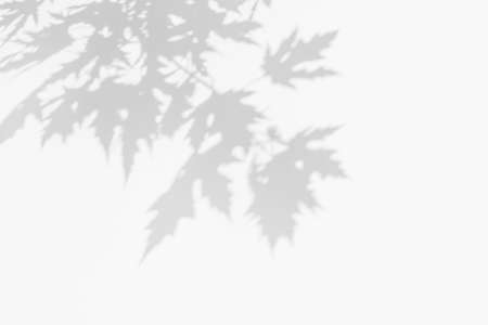 Shadow overlay effects for branding. Mockups. Scenes of natural lighting. Light Gray shadows of maple tree branches on a white wall. Banner with copy space.の写真素材