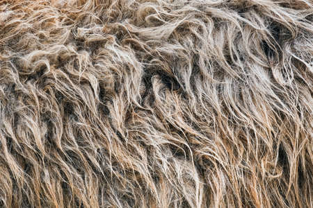 Close up on brown and gray wild fat-tailed sheep fur. Animal fur bannerの写真素材
