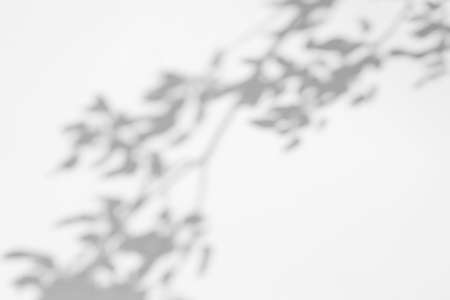 Shadow overlay effects for branding. Mockups. Scenes of natural lighting. Gray shadows of tree branches on a white wallの写真素材