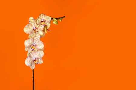 Beautiful tender yellow orchid branch isolated on orange background. Flower banner with copy space.の写真素材