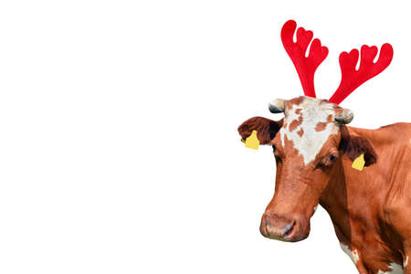 Christmas funny red and white spotted cow isolated on white background. Cow portrait in Christmas...