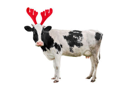 Christmas funny black and white spotted cow isolated on white background. Full length Cow portrait in Christmas Reindeer Antlers Headband.の写真素材