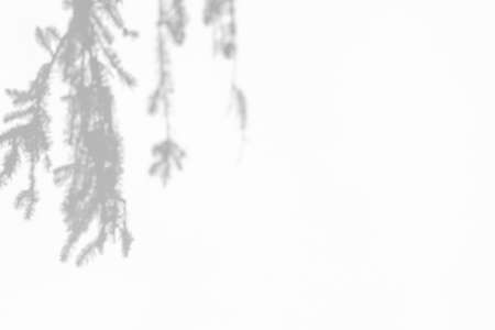 Shadow overlay effects for branding. Mockups. Scenes of natural lighting. Gray shadows of spruce tree branches on a white wall. Vertical Banner with copy spaceの写真素材
