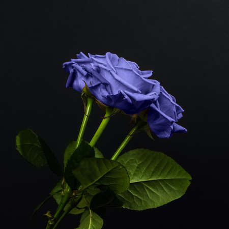 Tender purple roses bouquet isolated on dark background. Banner for Valentines Day, International Womens Day or mothers day. Trendy banner with 2022 color of the year very peri.の写真素材