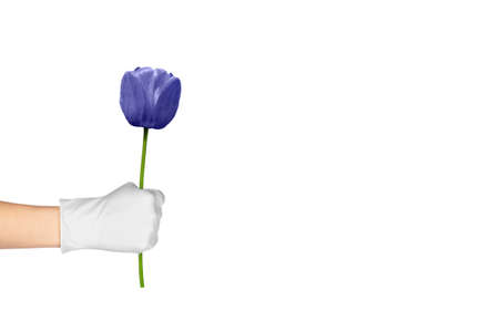 Hand in a surgical glove holds a purple or violet tulip isolated on white background. Banner with Copy space. 2022 color of the year very periの写真素材