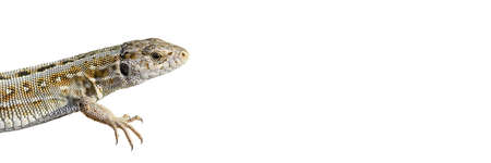 Lizard isolated on white background. Lizard on Long banner with copy space.