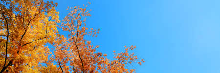 Yellow foliage on the trees against the blue sky. Fall or autumn long banner